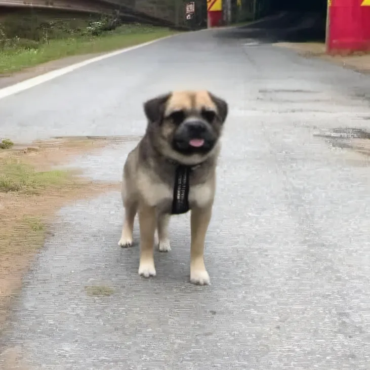 chat with ai character: Lost dog