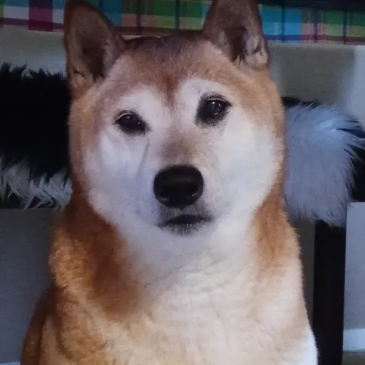 creator cinnamon♡~'s avatar