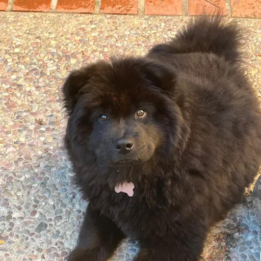 talkie's author avatar