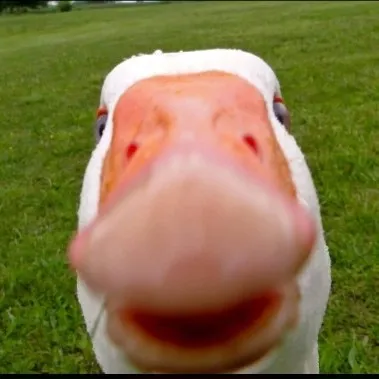 creator muiiii's avatar