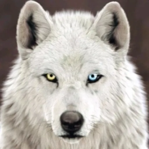 creator Kaiva's avatar