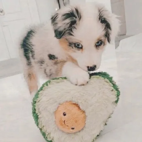 talkie's author avatar