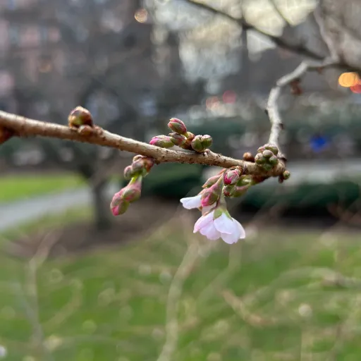 creator lovable-strawberry's avatar