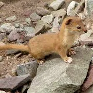 creator TheRatInYourSoup:)'s avatar