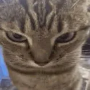 creator Totally_Not_Gay's avatar