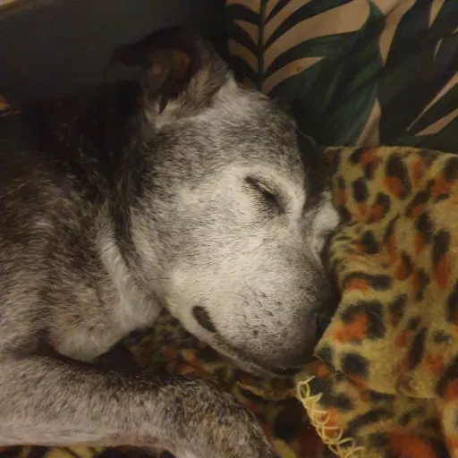 creator ARD's avatar