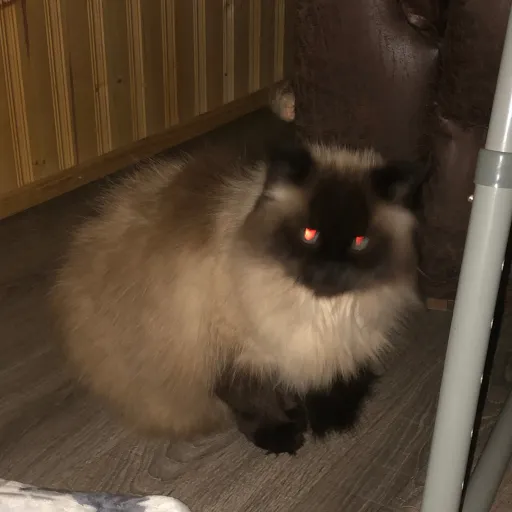 creator Roxson's avatar