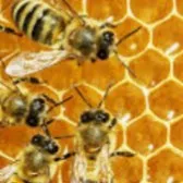 creator Ab_Bees's avatar