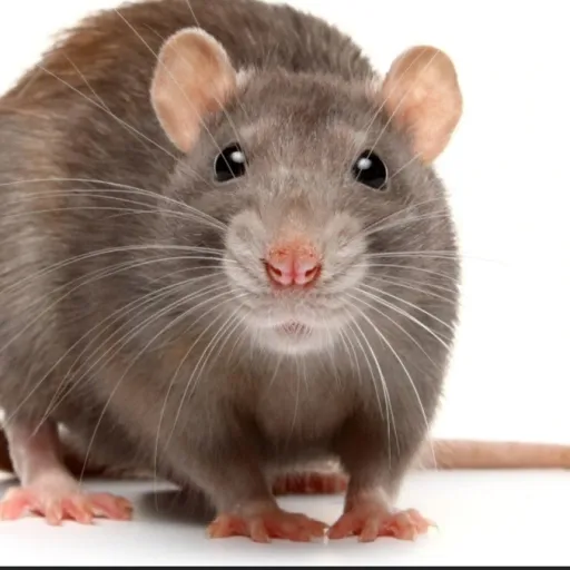 creator Rats0998's avatar