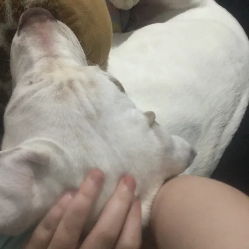 creator \/+!{^*'s avatar