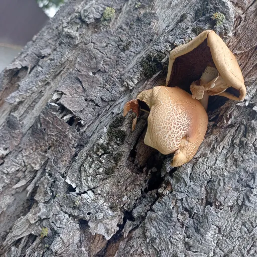 creator mr.willy's avatar