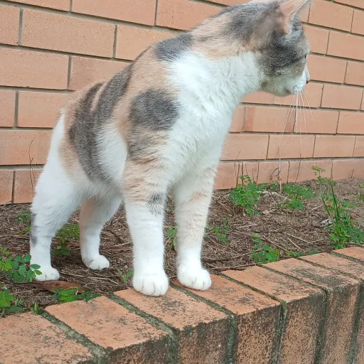 creator ༺ღ༒ LUCIFER ༒ღ༻'s avatar