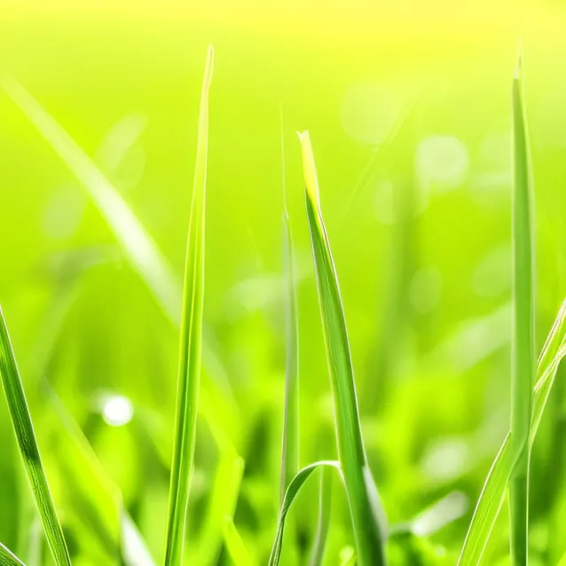 chat with ai character: TOUCH GRASS