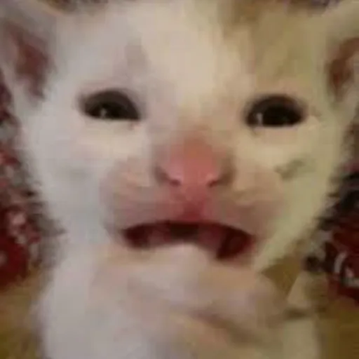 creator HEHEHWBSSJSJSHSEYE's avatar