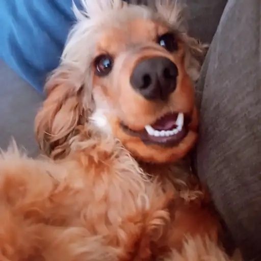 talkie's author avatar