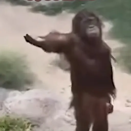 creator Monke…'s avatar