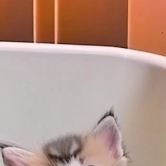 chat with ai character: Kitten