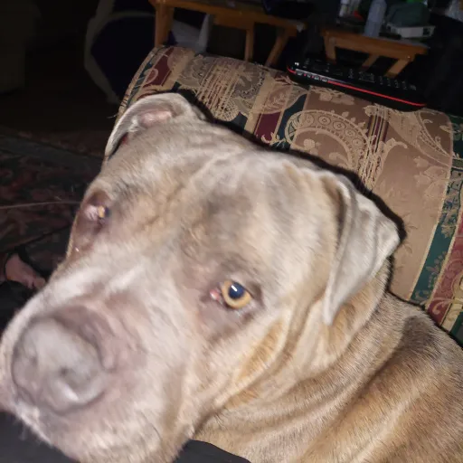 talkie's author avatar