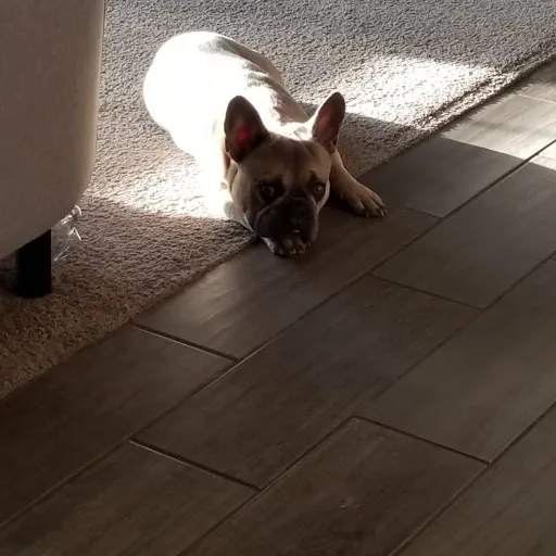 creator TheGuyWhoKnowsAll's avatar