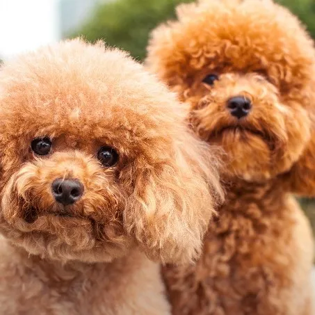 creator Briꨄ︎'s avatar