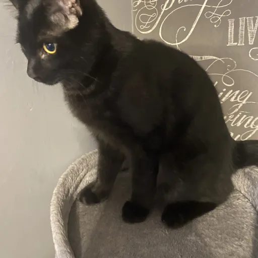 creator _Oliver_My_cat's avatar