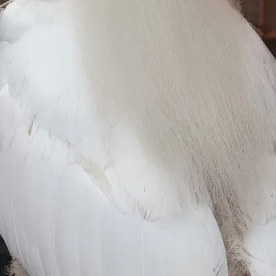 chat with ai character: birb