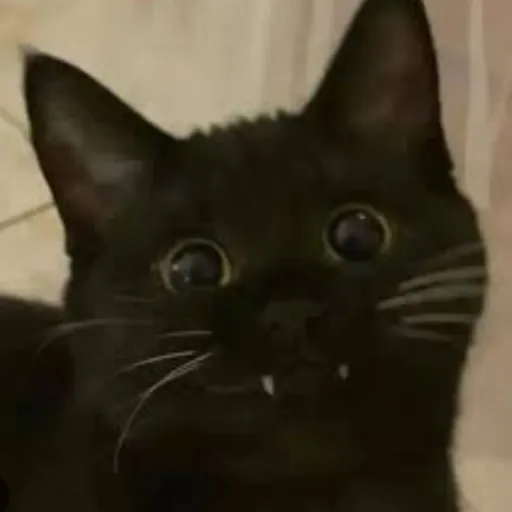 creator 🐀 ratatouille 🐀's avatar