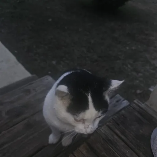 creator Talkior-RJZk053Q's avatar