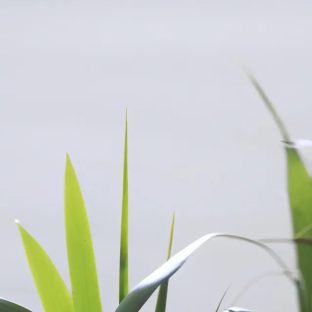 chat with ai character: nice grass