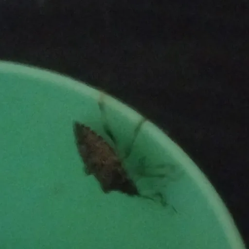 creator StinkBug In A Cup's avatar