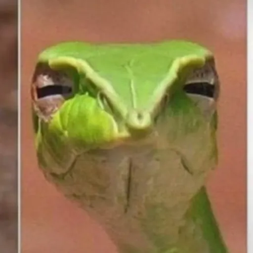 creator Komo.'s avatar