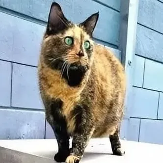 creator novacats's avatar