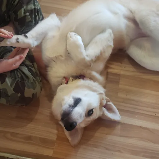 talkie's author avatar