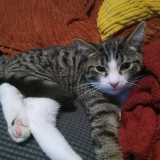 talkie's author avatar