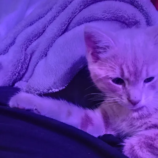 creator nova_star5's avatar