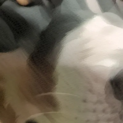 chat with ai character: Cookie