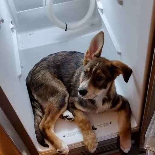 talkie's author avatar