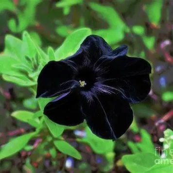 creator Flower palace's avatar