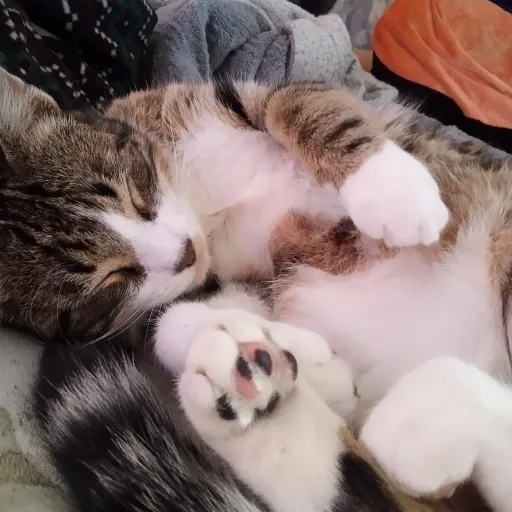 creator lunati134's avatar