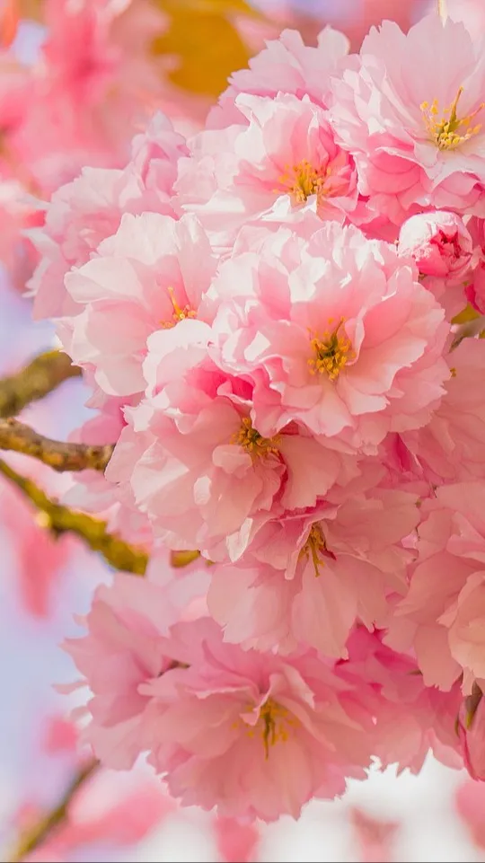 ai character: Kena background