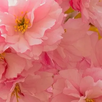 chat with ai character: Kena