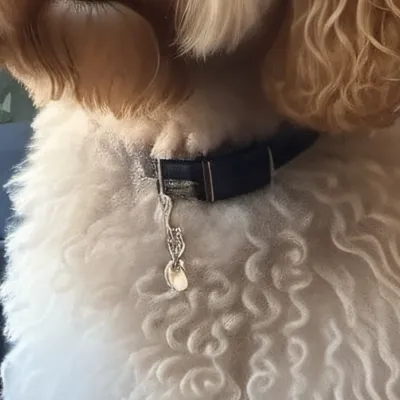 chat with ai character: Murphy (your dog)