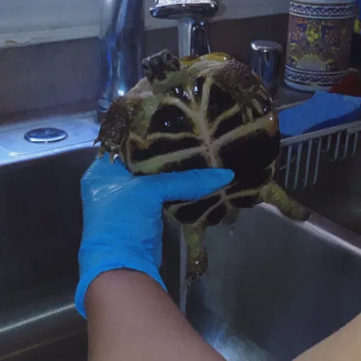 talkie's author avatar