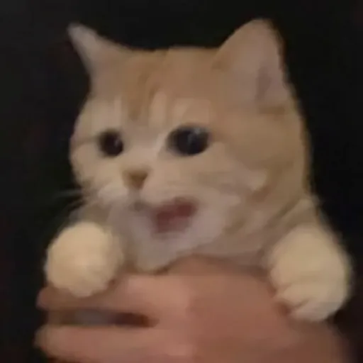 creator cherry_°^°'s avatar