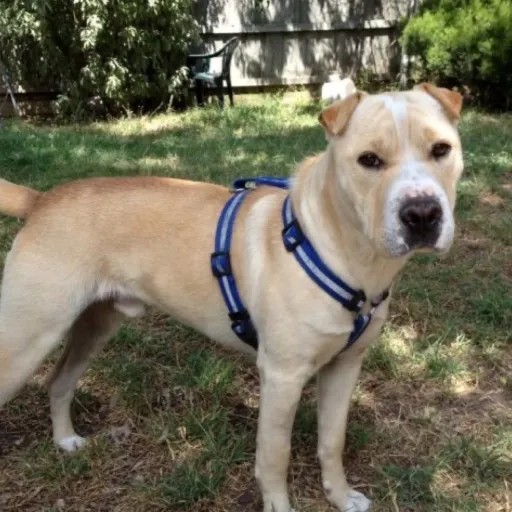 creator Kylah bell's avatar