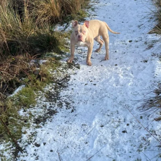 talkie's author avatar