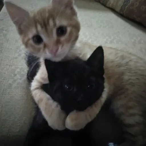 creator Angela mae's avatar