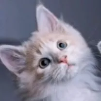 creator ItzGinger's avatar