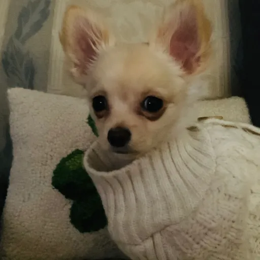 creator PuppyPlay's avatar