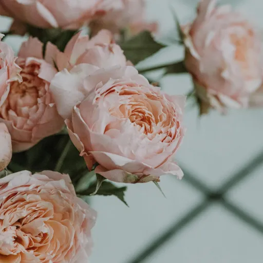 creator Rose of Venus's avatar